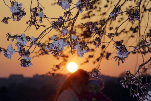 Рассвет в весеннем саду