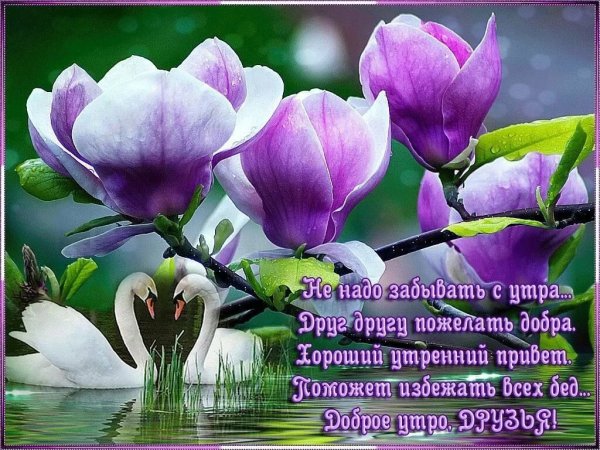 Доброе утро с цветами и пожеланиями
