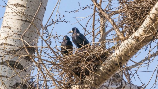 Гнездо Грача