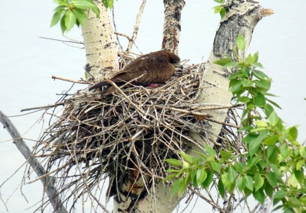 Гнездо на дереве
