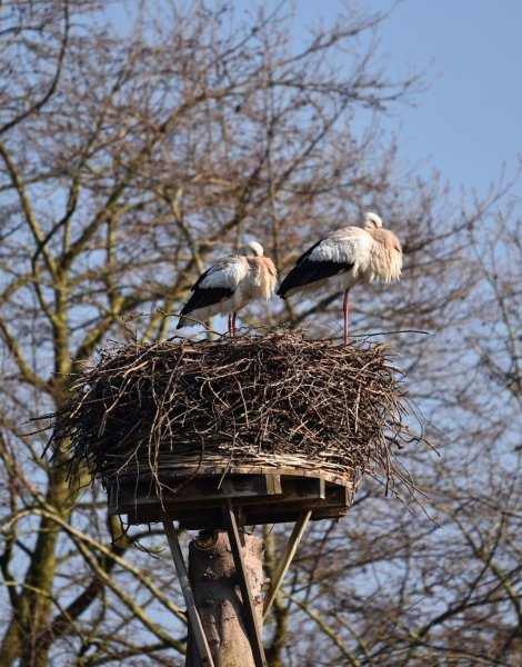 Птицы обретают гнёзда