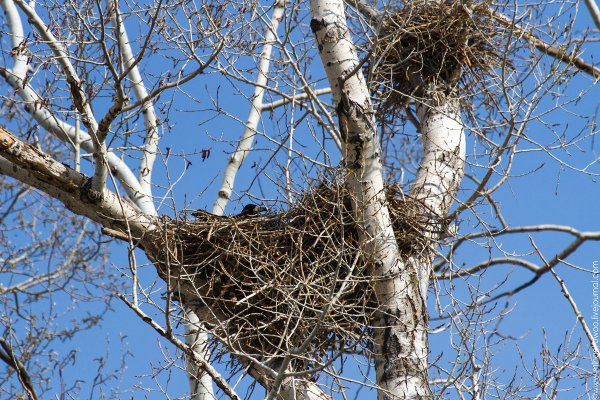 Грач птица гнездо