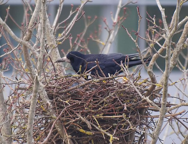 Гнездо Грача