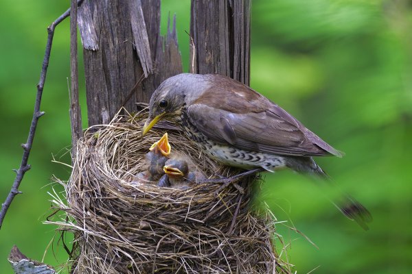 Гнездо певчего дрозда