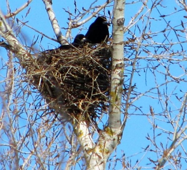 Гнездо Грача