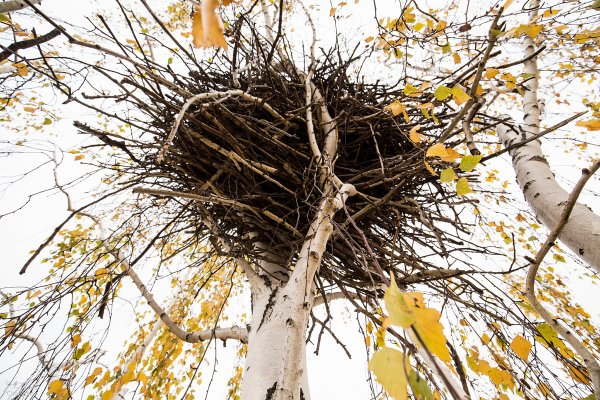Гнездо Канюка на Березе
