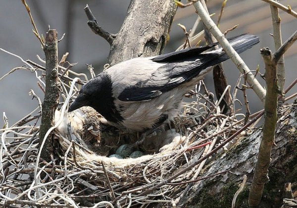 Гнездо вороны Воронье гнездо