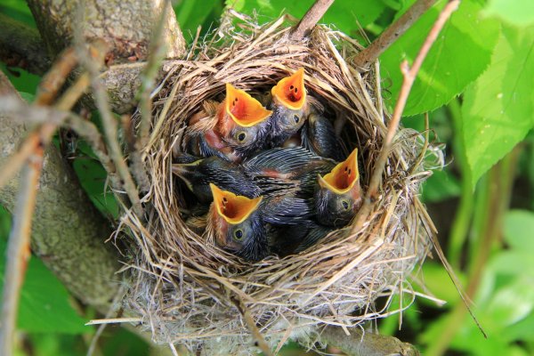 Гнездо гнездо зарянки птенец