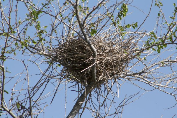 Грачи вьют гнезда на деревьях