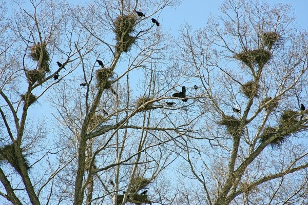 Птицы вьют гнезда весной