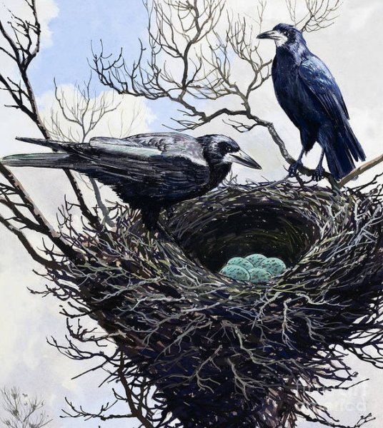 Птица иллюстрация