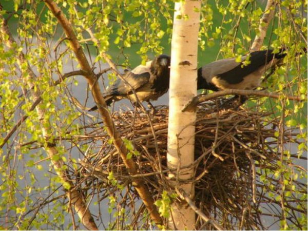 Ворона гнездование серая