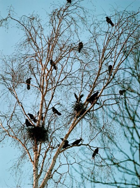 Птичье гнездо на дереве