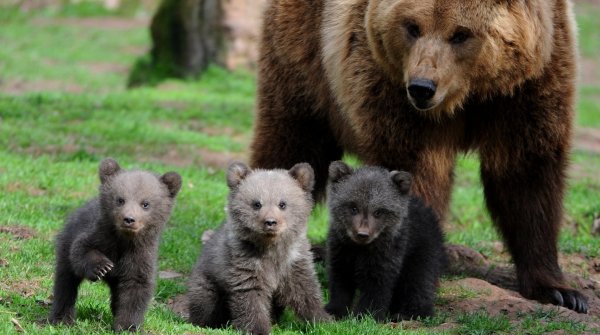 Бурый медведь с медвежатами