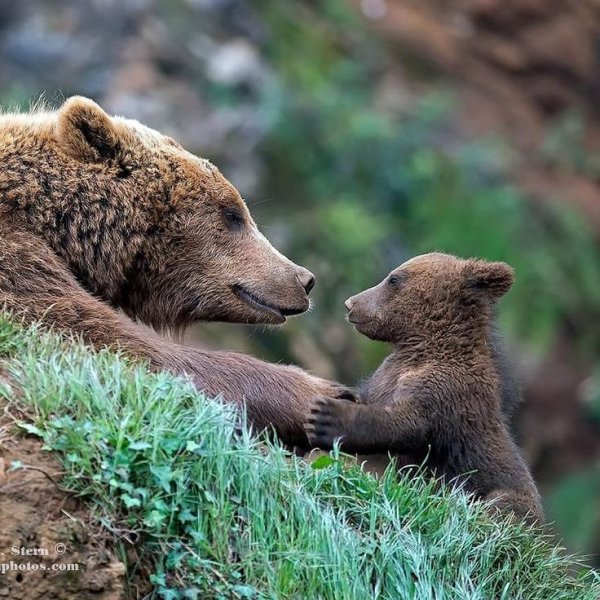 Медведица с медвежатами