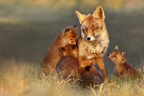 Лиса в листьях