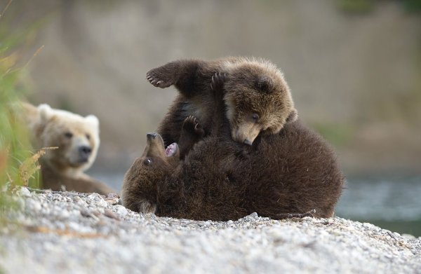 Игорь Шпиленок медведи