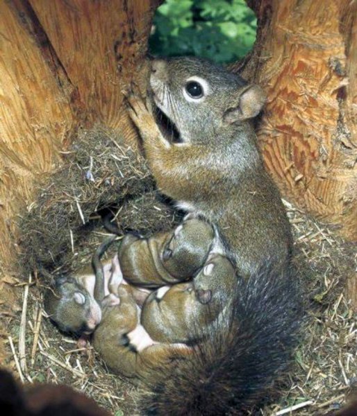 Потомство медведей