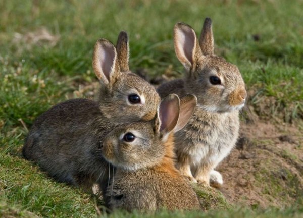 Медведь Гризли