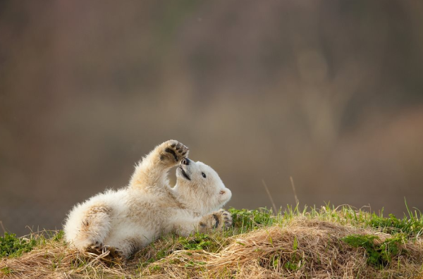 Детеныши зверей