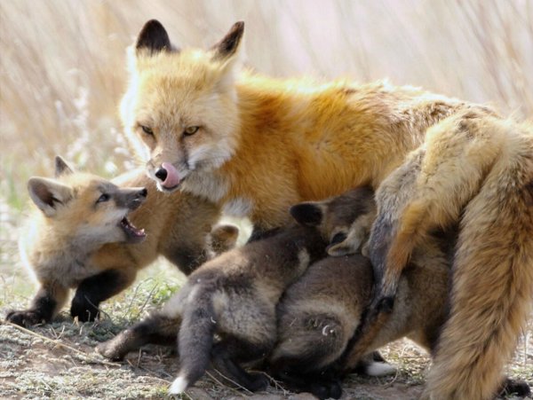 Медведь в лесу