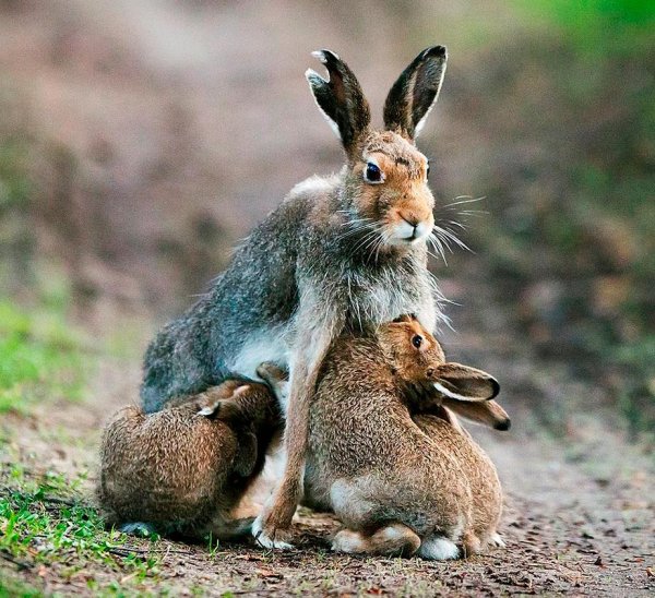 Весенний медведь