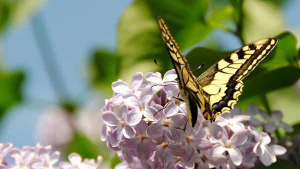 Сирень и бабочки