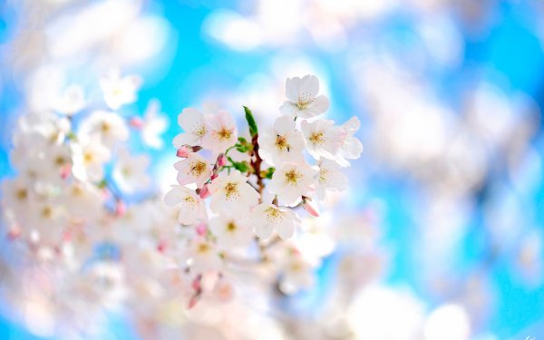 Весенние цветы