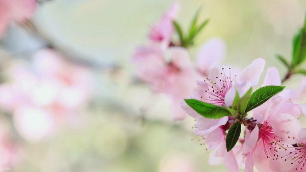 Весенний фон для открытки