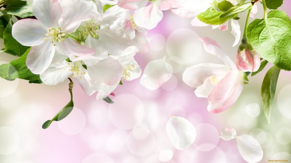 Яблоневый цвет фон