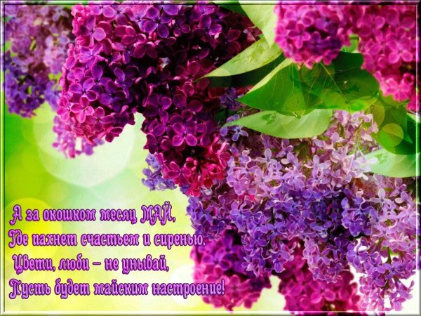 Сирень с пожеланиями доброго