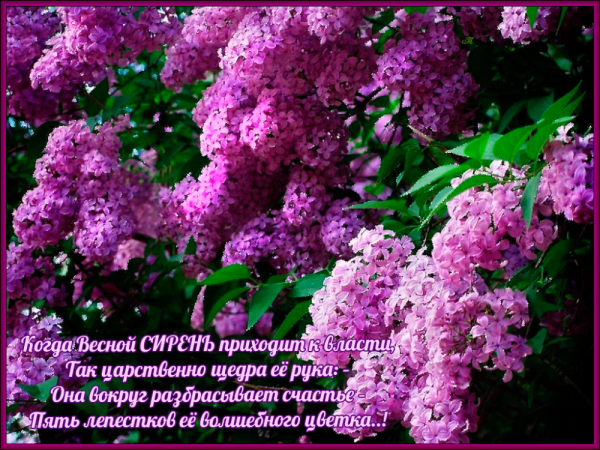 Сирень с пожеланиями