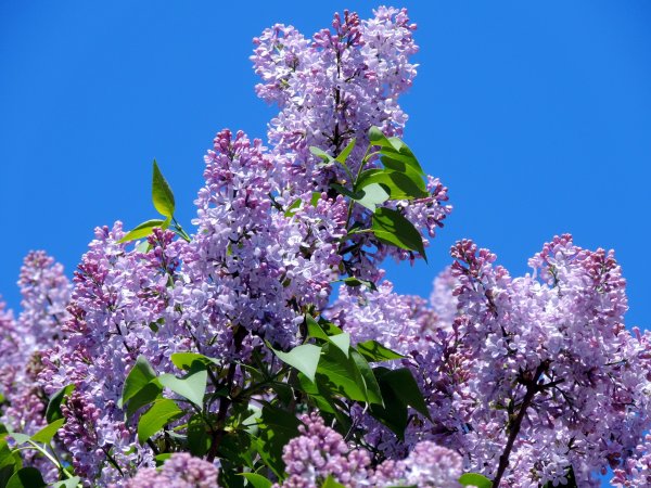 Сирень весной