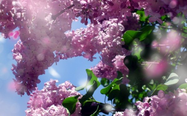 Сирень Professor Hoser