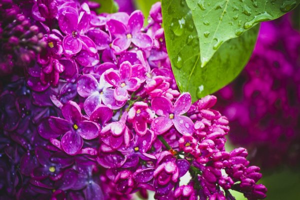 Пятилистная сирень