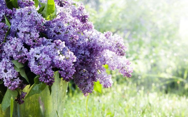 Весна сирень