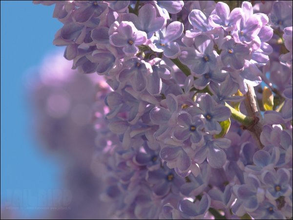 Цветет черемуха сирень