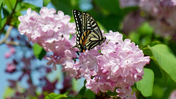 Сигулда сирень