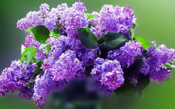 Сирень Вехова сорта