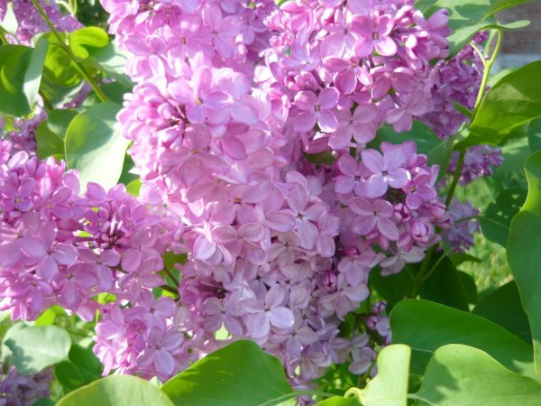 Сирень знак зодиака