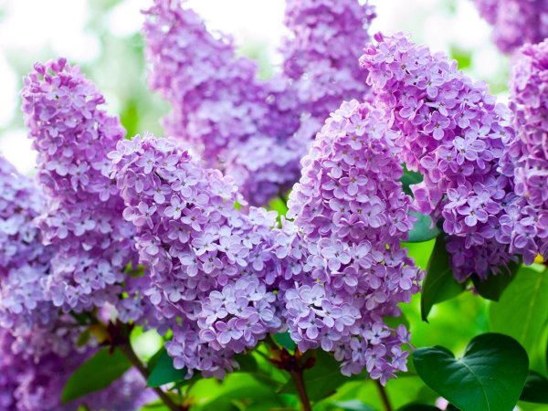 Сирень и солнце