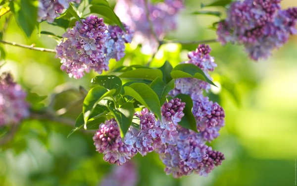 Сирень Звягинцева