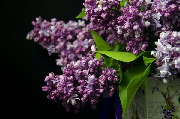 Сирень сбоку