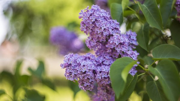 Сирень Candeur