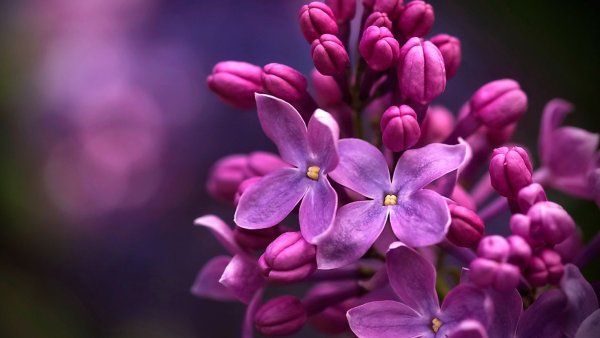 Сирень Розоцветные