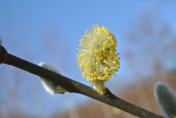 Willow catkins