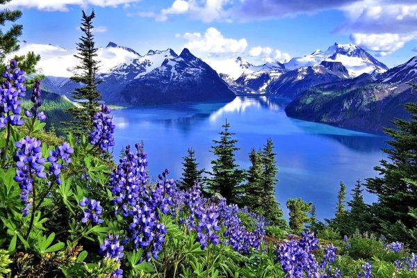 Аляска горы цветы