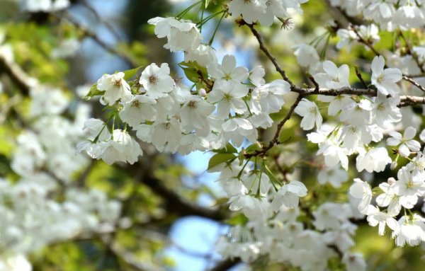 Вишневое дерево цветение