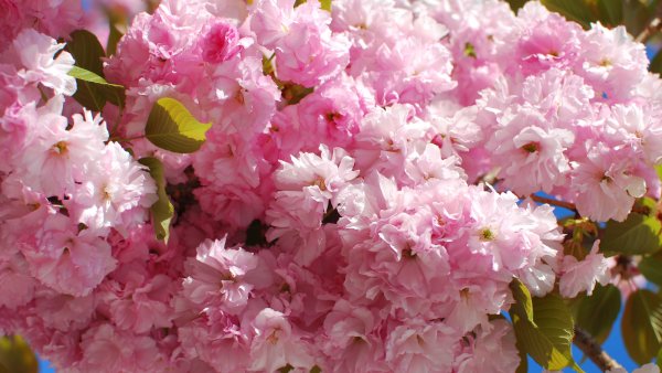 Заставка на рабочий стол Весна