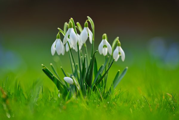 Весна подснежники